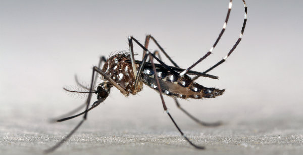 Imagen de Marcos Teixeira de Freitas con licencia CC 2.0 Generic (CC BY-NC 2.0)