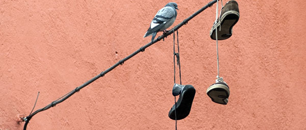 Plataforma del Voluntariado de España