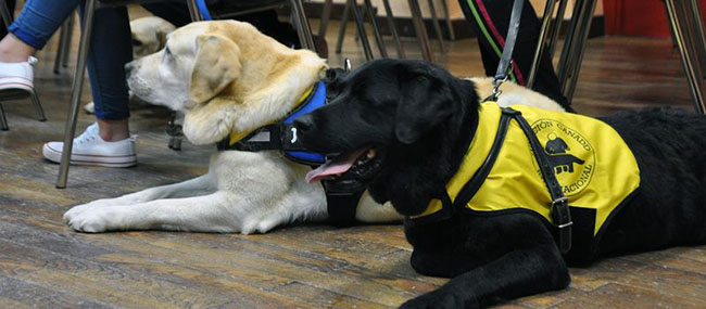 La Fundación Canadd Internacional entrega un perro de servicio
