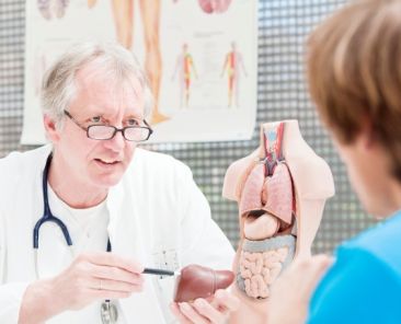 Profesional sanitario explica aspectos relacionados con la salud hepática utilizando un modelo anatómico del hígado.