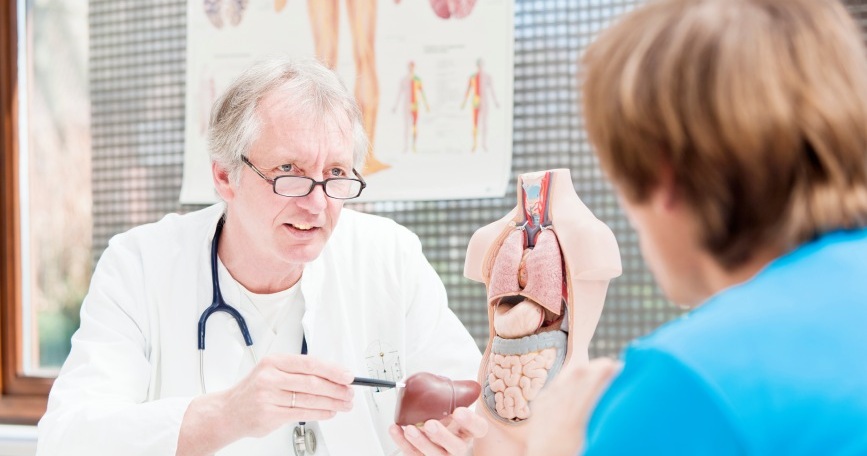 Profesional sanitario explica aspectos relacionados con la salud hepática utilizando un modelo anatómico del hígado.